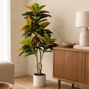 Croton