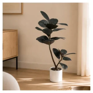 Ficus elástica negra