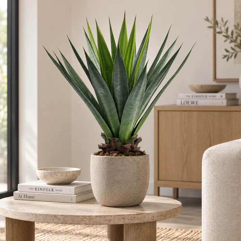 Agave Attenuata