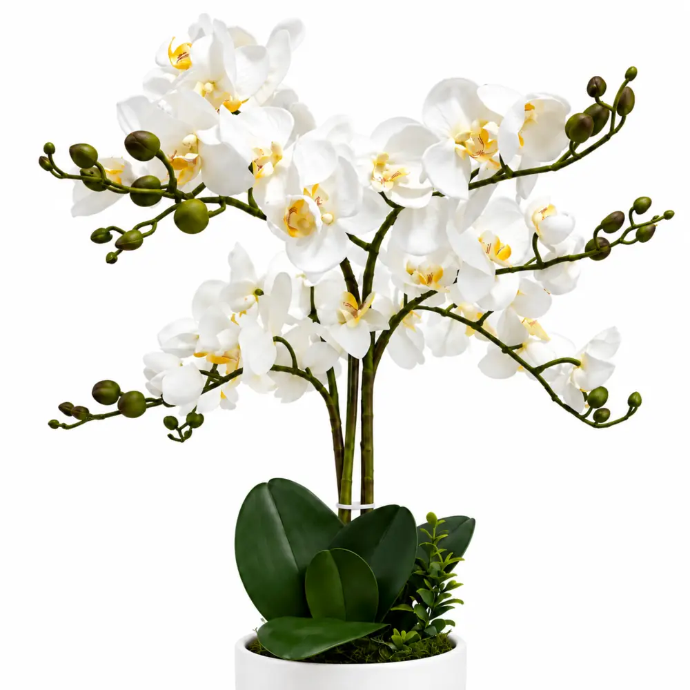 Orquídea 6 ramas - Imagen 6