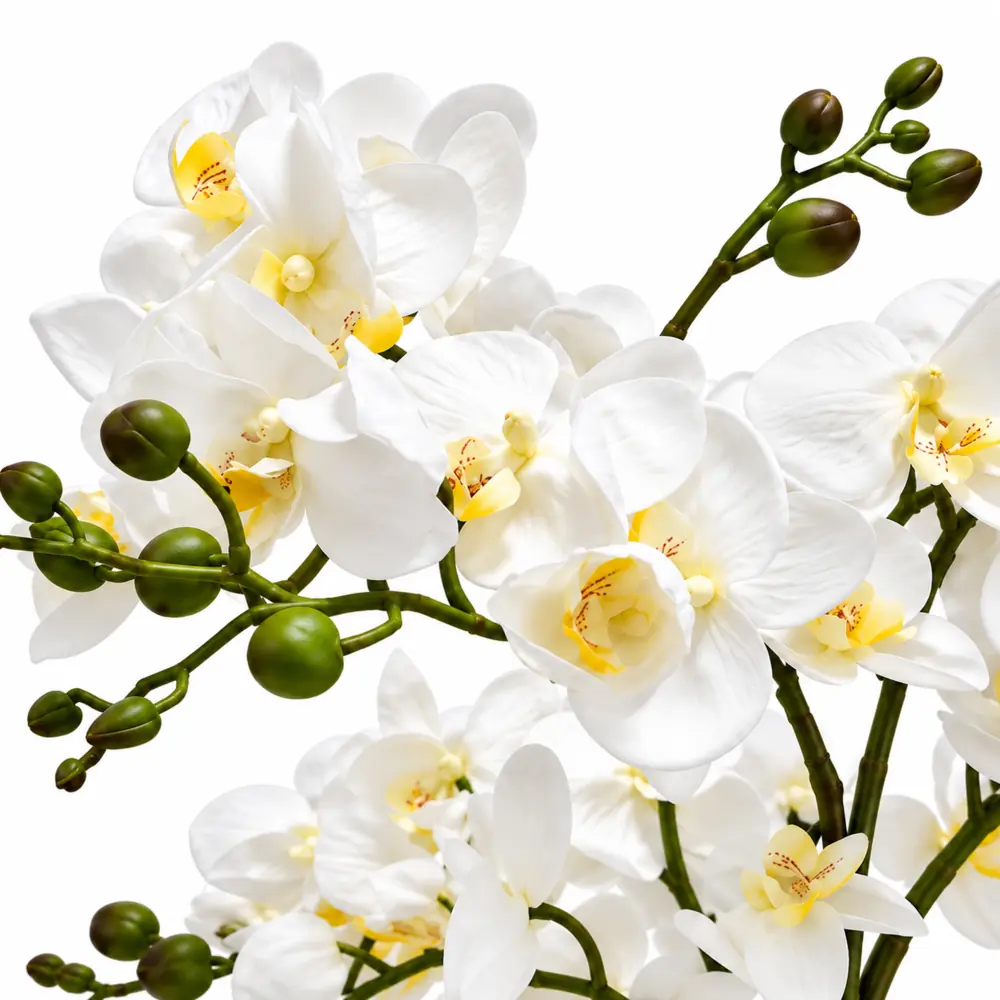 Orquídea 6 ramas - Imagen 4