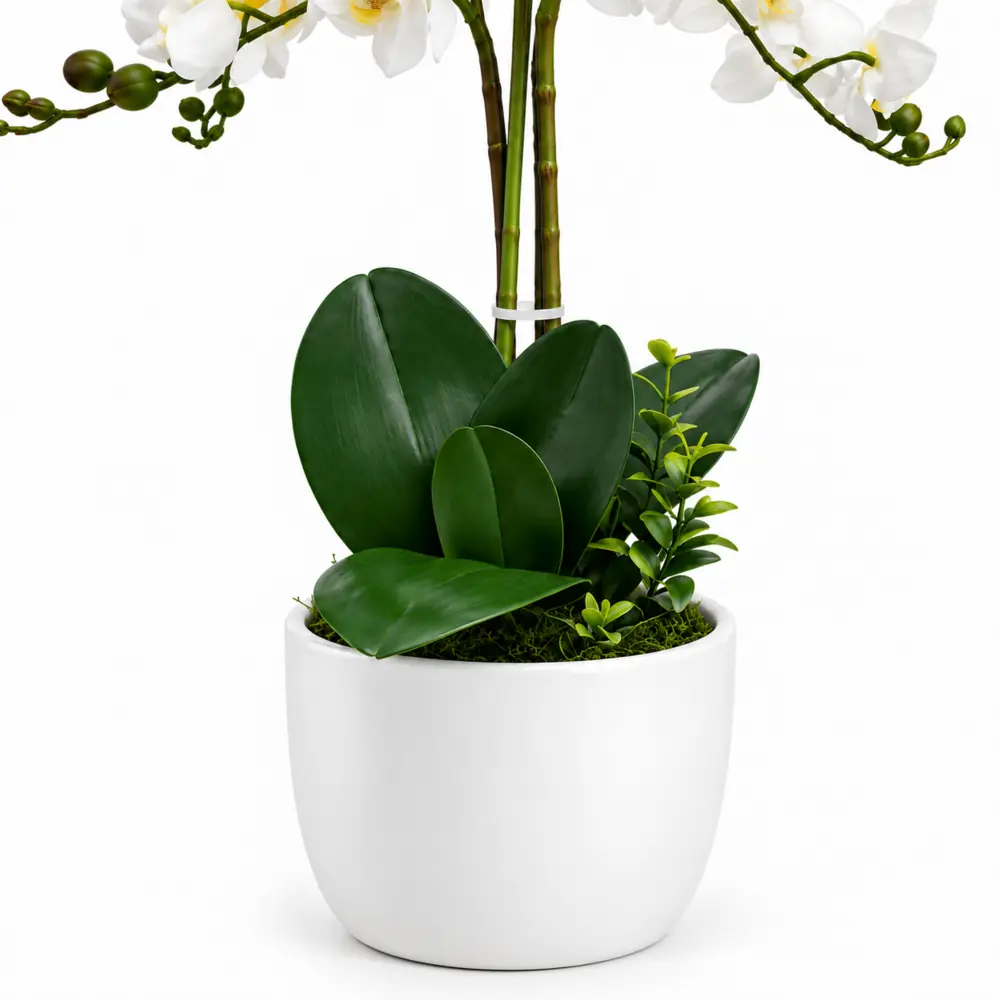 Orquídea 6 ramas - Imagen 5