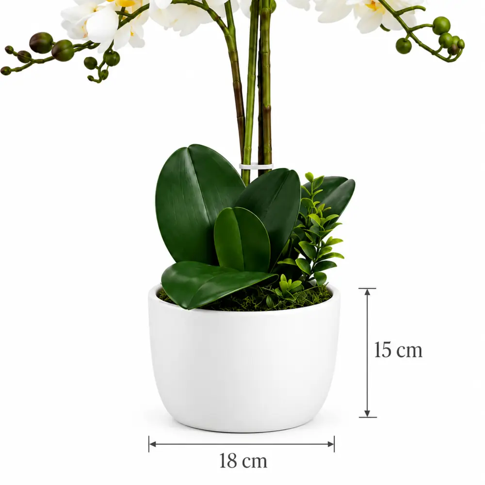 Orquídea 6 ramas - Imagen 3