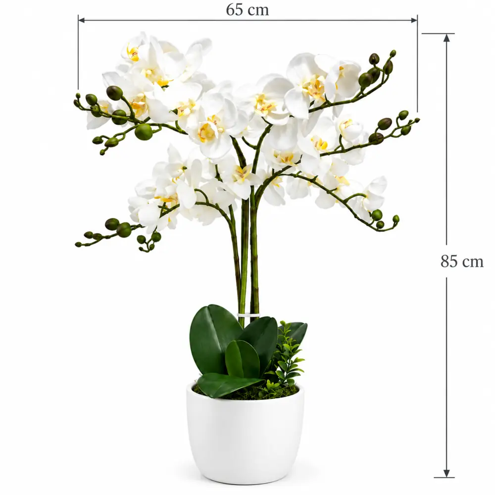 Orquídea 6 ramas - Imagen 2